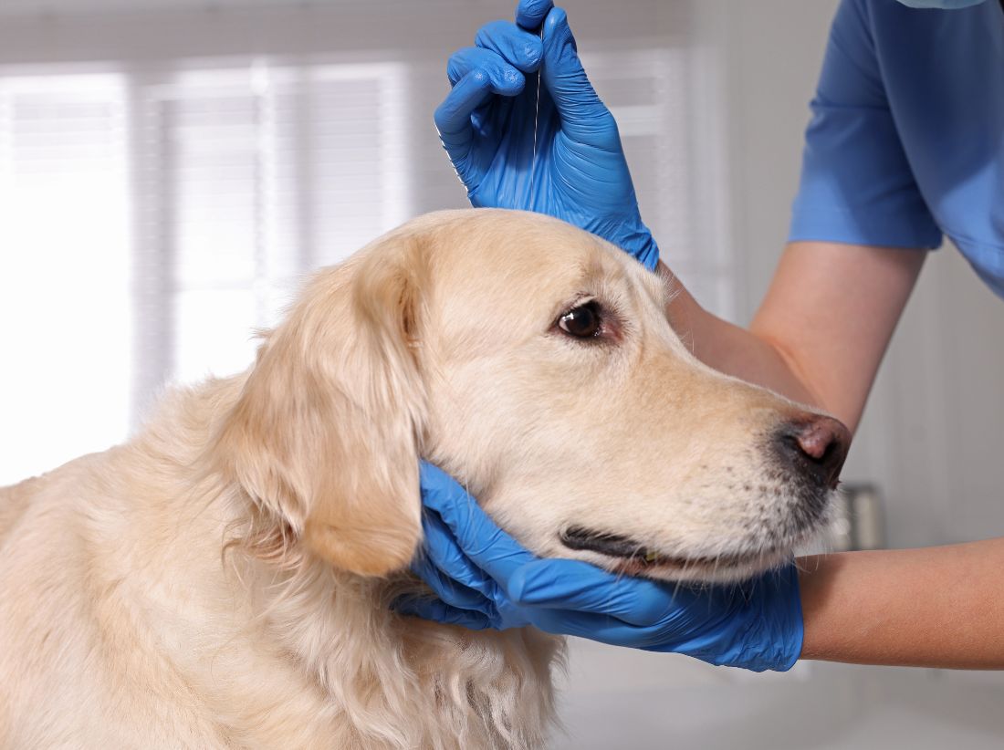 a person holding a dog's head