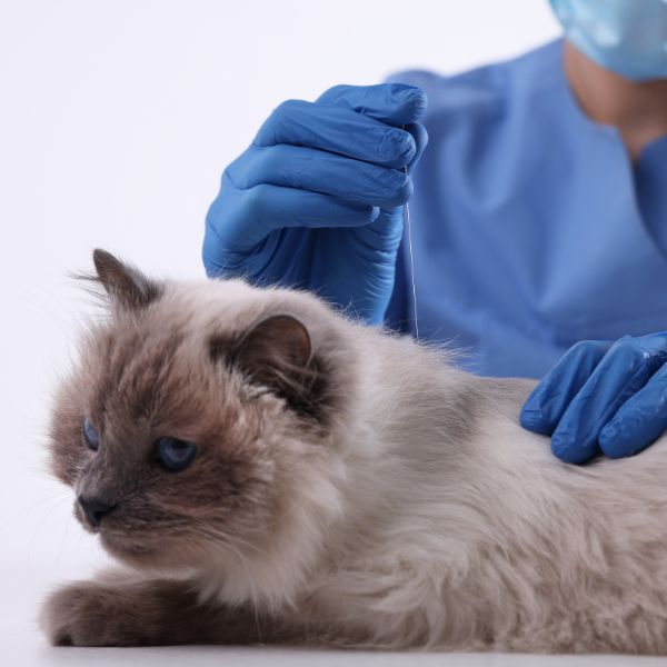 a person in blue gloves holding a cat for acupuncture