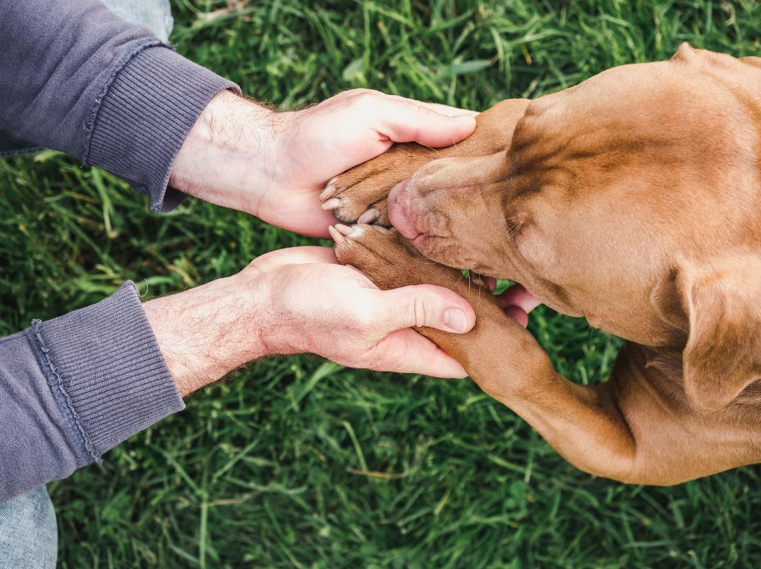 a person holding a dog's paw