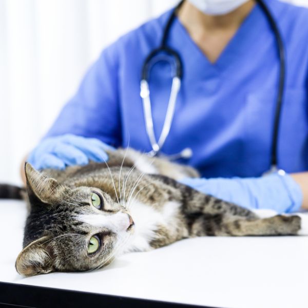 Pet Surgery in Rising Sun