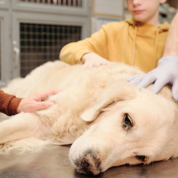 a dog lying on a table