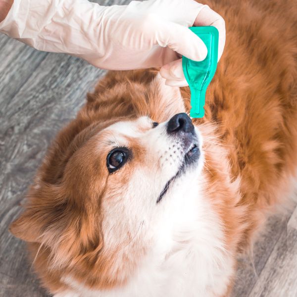 man in gloves holds medicines in dog's fleas and tick