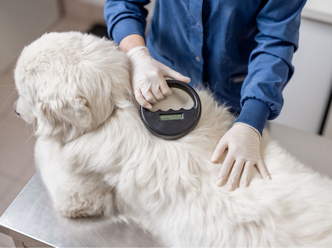 Pet Microchipping