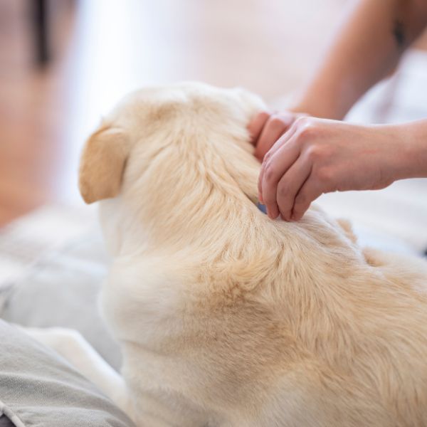 dog and cat lying for vaccination