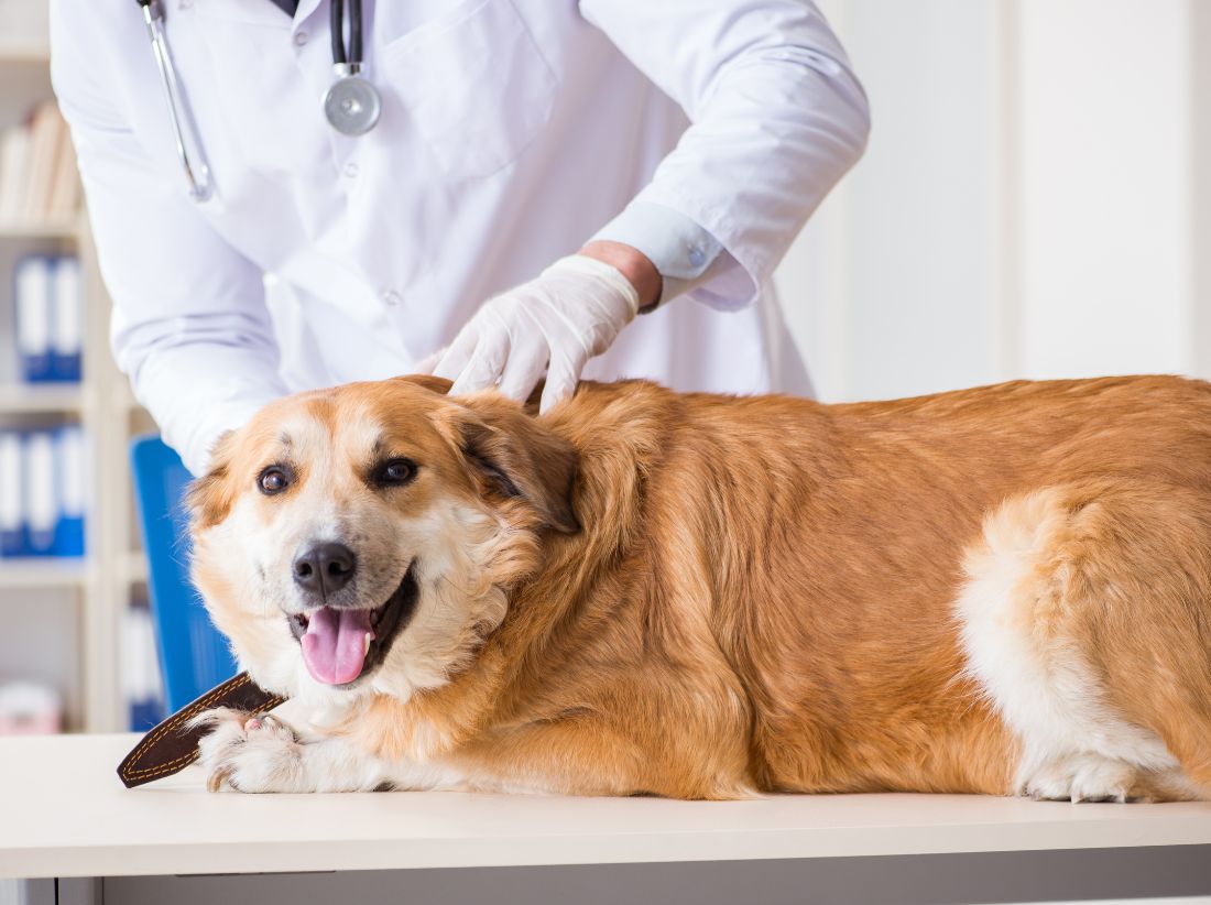 veterinarian check tick of dog 