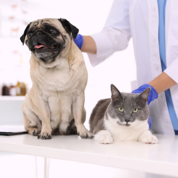 dog and cat lying for vaccination