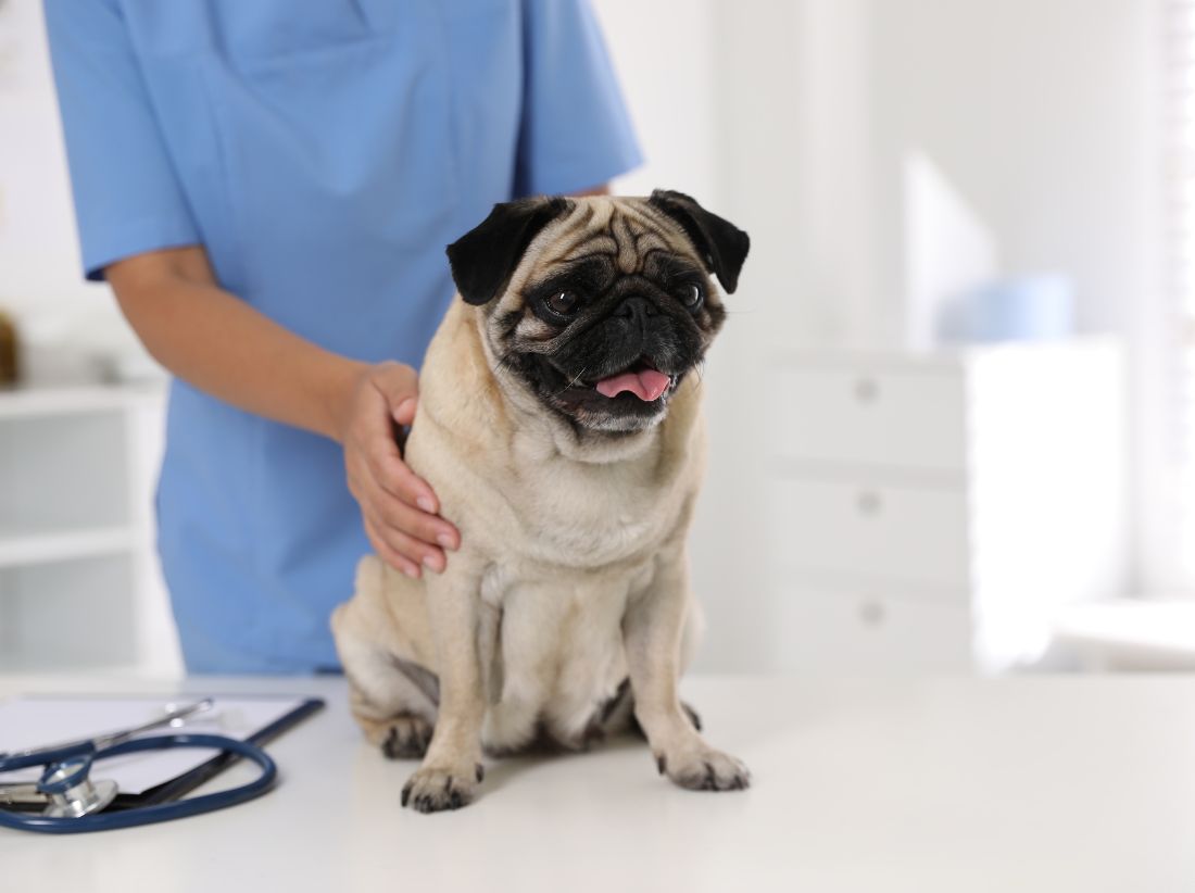 dog standing for vaccination