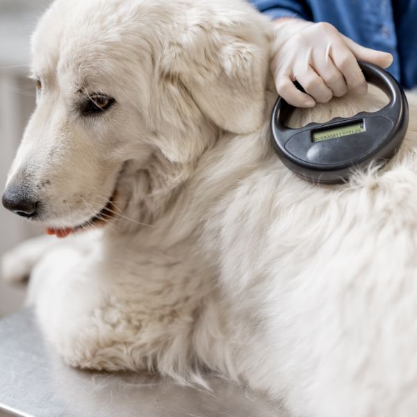 veterinarian checking dog microchipping implant