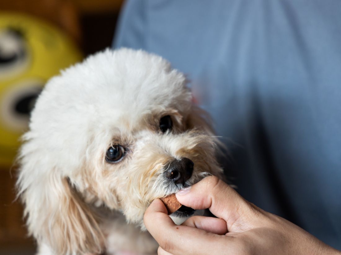 a dog eating a treat