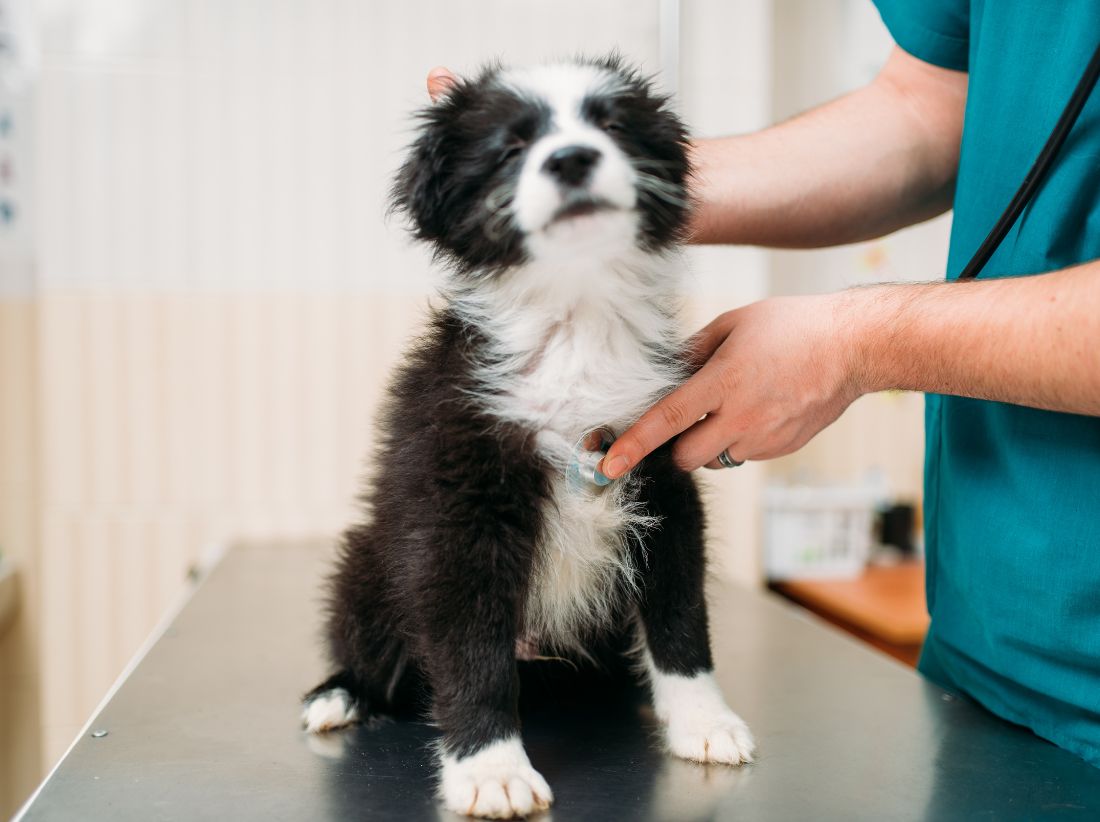 pet checkup by vet