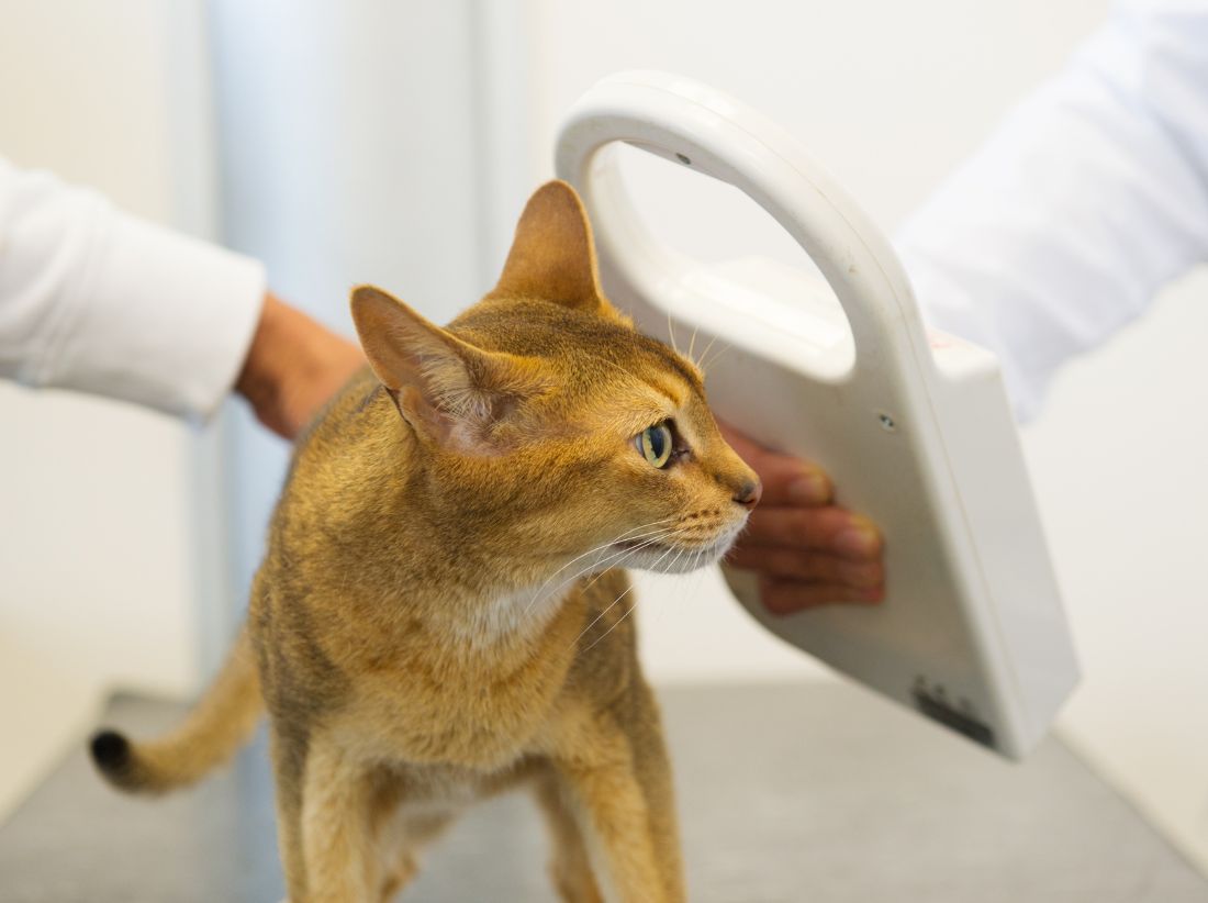 veterinarian checking cat microchipping implant