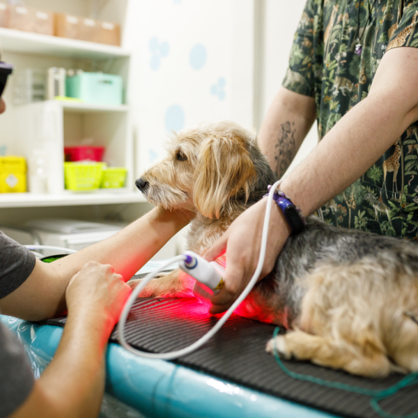 Pet Laser Therapy